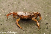 Enkele dagen later worden we te Huangcunjin verwelkomd (?) door deze zoetwaterkrab. Geef toe: dit is niet bepaald iets wat je zou verwachten op honderden kilometers van de dichtstbijzijnde zee... Overigens kwam de krab enkele minuten later aan een onfortuinlijk einde toen een Chinees meisje toch echt wel aan de vreemdelingen moest laten zien hoe stoer ze was en ze pardoes het beestje doodtrapte...
